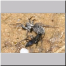 Priocnemis sp - Wegwespe 11c 8mm mit Wolfsspinne -  Lycosidae sp.jpg